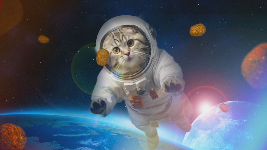 dremies space cat F04